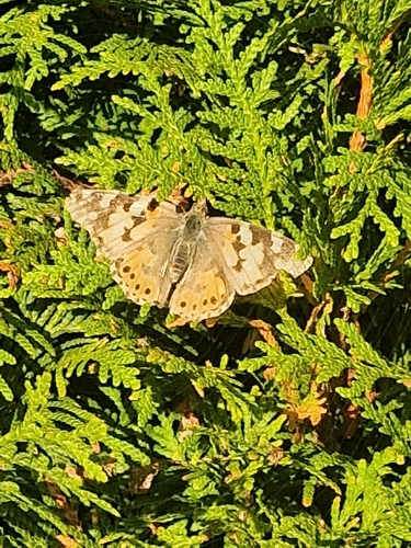 Painted Lady