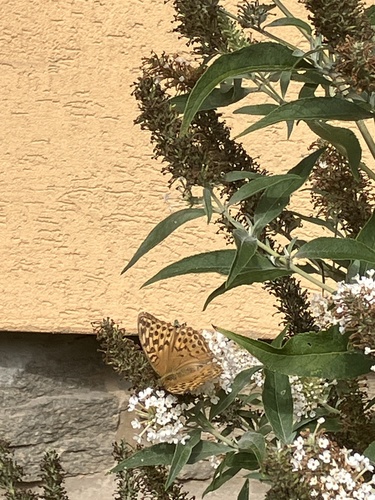 Silver-washed Fritillary