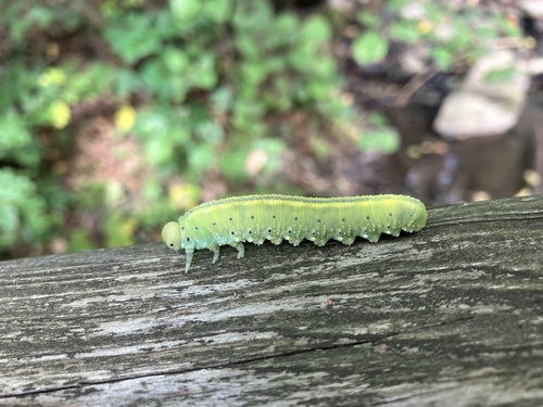 Large Alder Sawfly