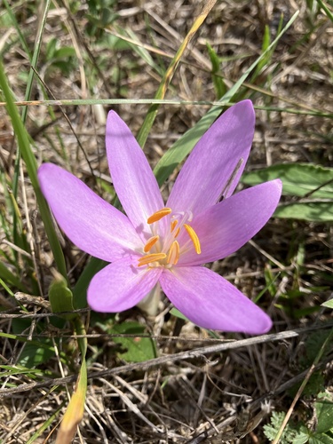 Autumn Crocus