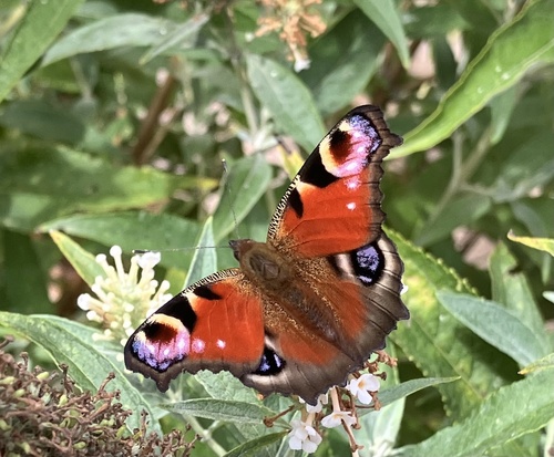 European Peacock Butterfly