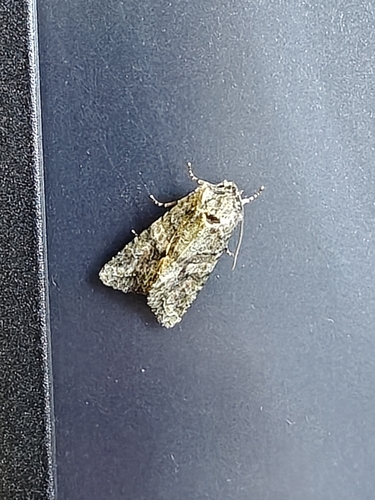 Brindled Green