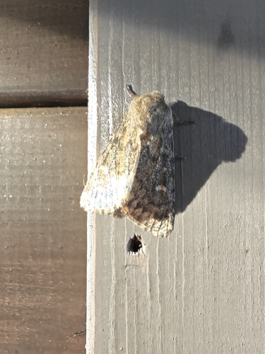 Brindled Ochre