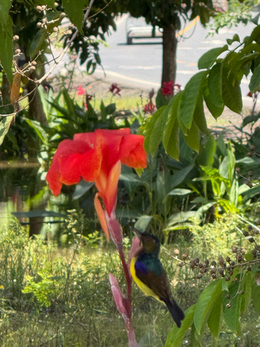 Brown-throated Sunbird