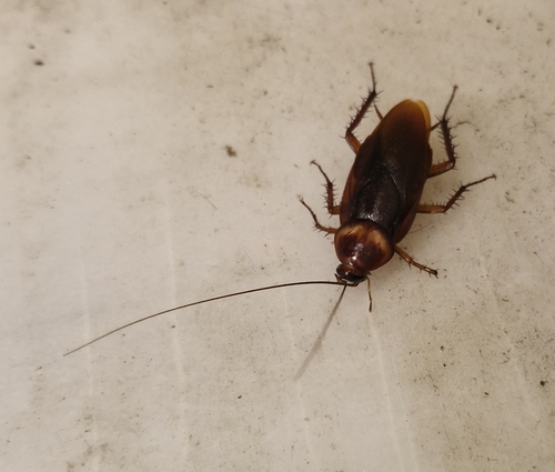 American Cockroach