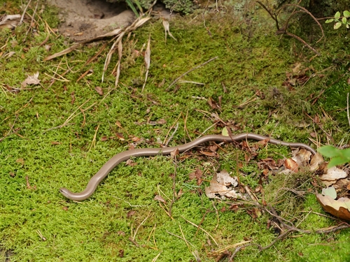 Common Slowworm