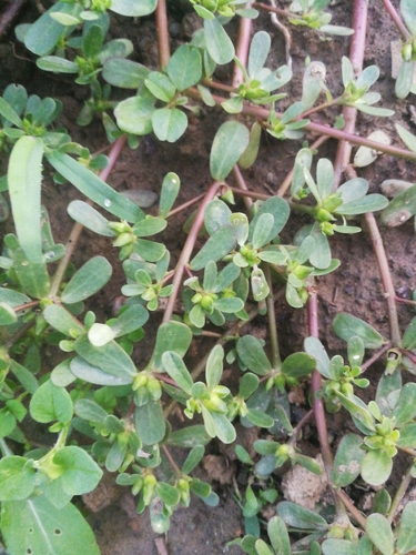 Common Purslane
