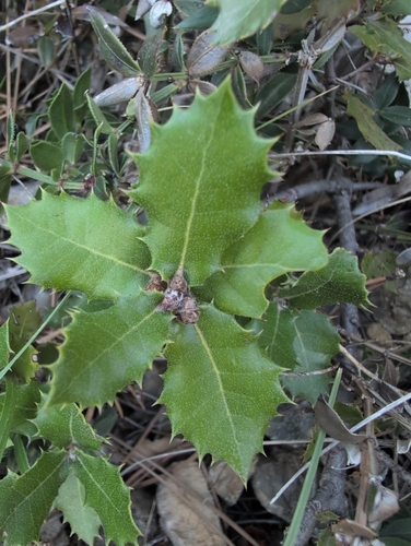 Holm oak