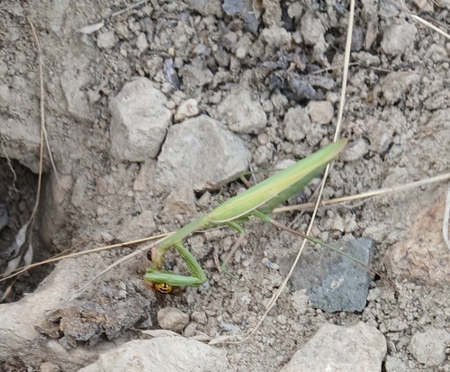 European Mantis