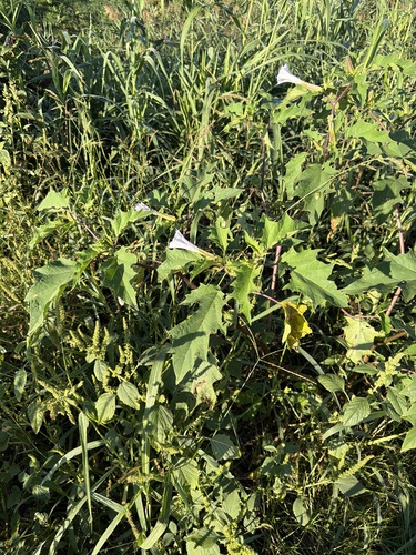 jimsonweed