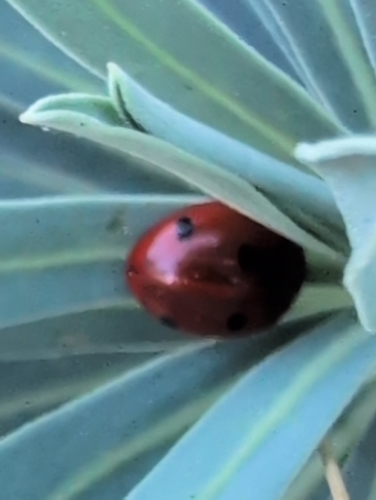 Seven-spotted Lady Beetle