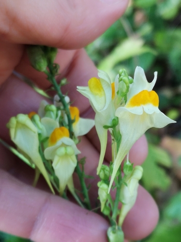 common toadflax