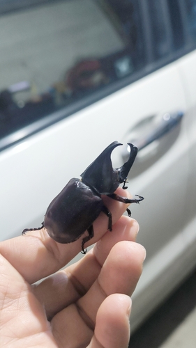 Siamese Rhinoceros Beetle