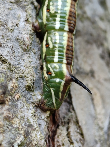 Pine Hawkmoth