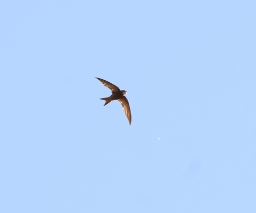 Common Swift