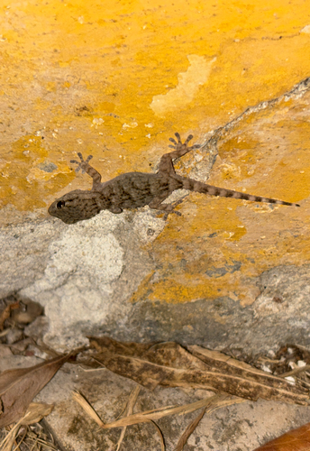 Moorish Gecko