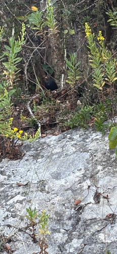 Eurasian Blackbird