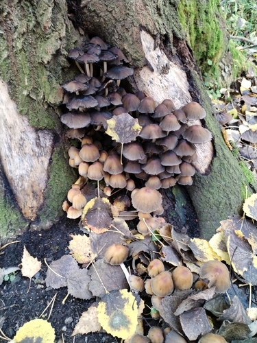 mica cap