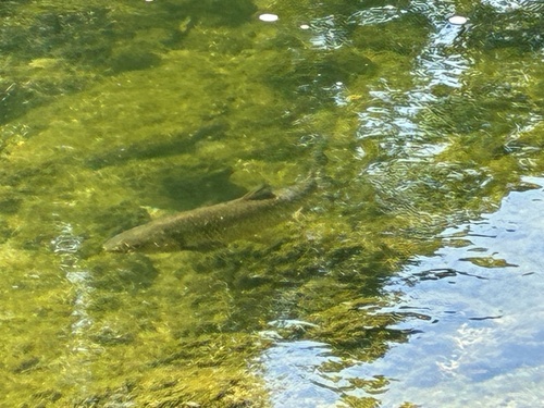 European Chub