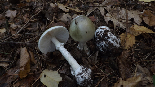 Deathcap