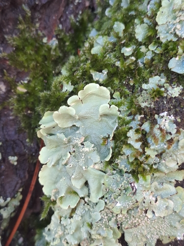common greenshield lichen