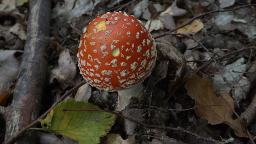 Fly Agaric