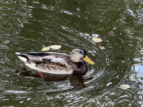 Mallard