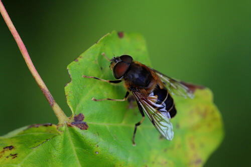 Tapered Drone Fly