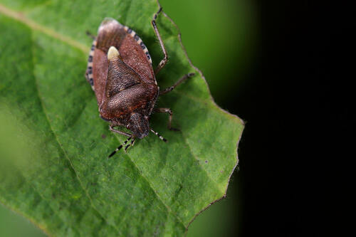 Sloe Bug
