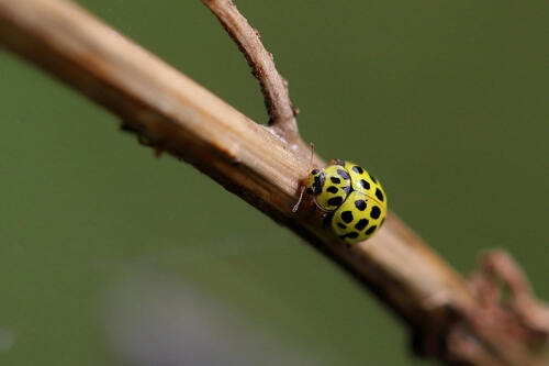22-spot Ladybird