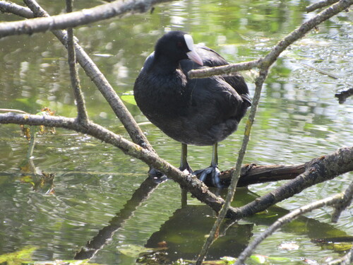 Eurasian Coot