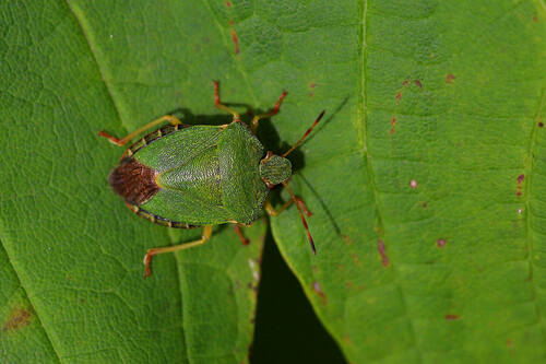 Green Shield Bug