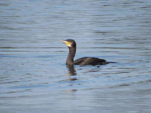 Great Cormorant