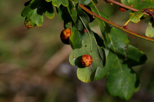Cherry Gall Wasp
