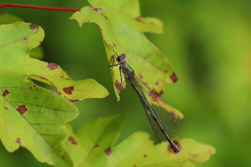 Western Willow Spreadwing
