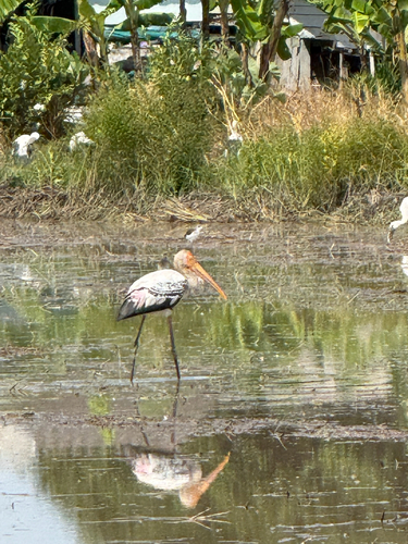 Painted Stork