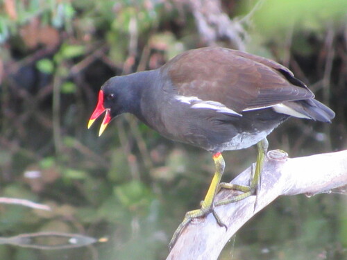 Eurasian Moorhen