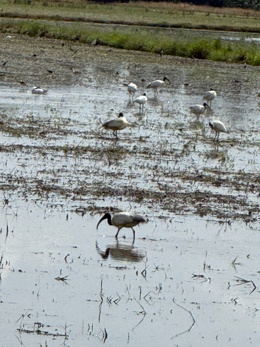 Black-headed Ibis