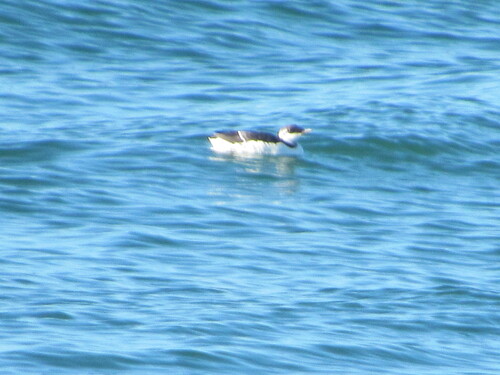 Common Murre