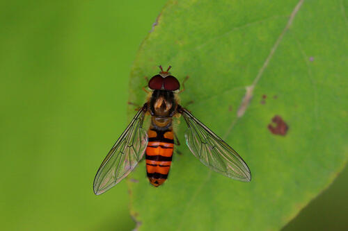 Marmalade Hover Fly