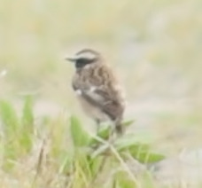 Whinchat