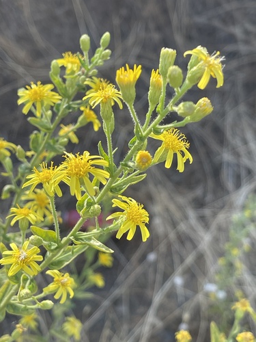false yellowhead