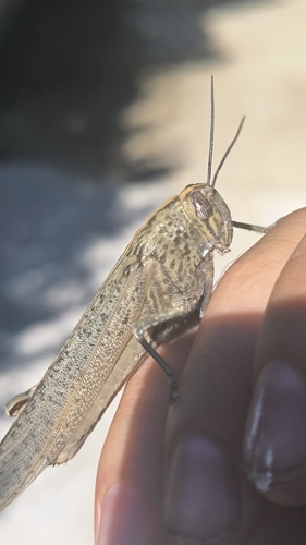 Egyptian Bird Grasshopper