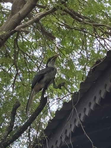 Sri Lanka Grey Hornbill