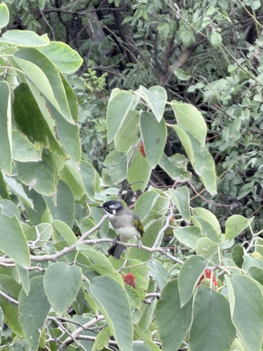 Light-vented Bulbul