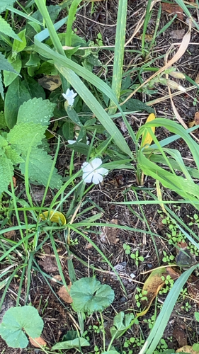 white campion