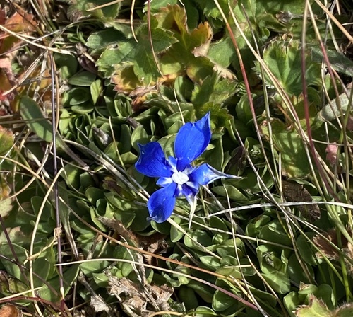 Gentiana brachyphylla brachyphylla
