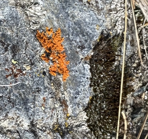 Elegant Sunburst Lichen