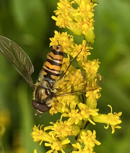 Marmalade Hover Fly