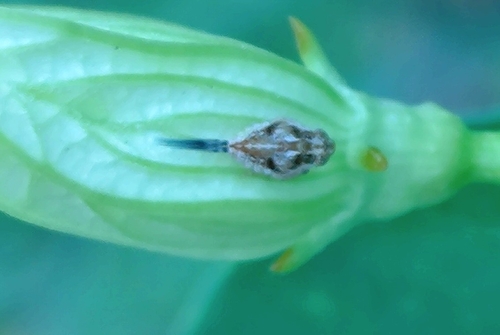 Euroxenus vayssieresi